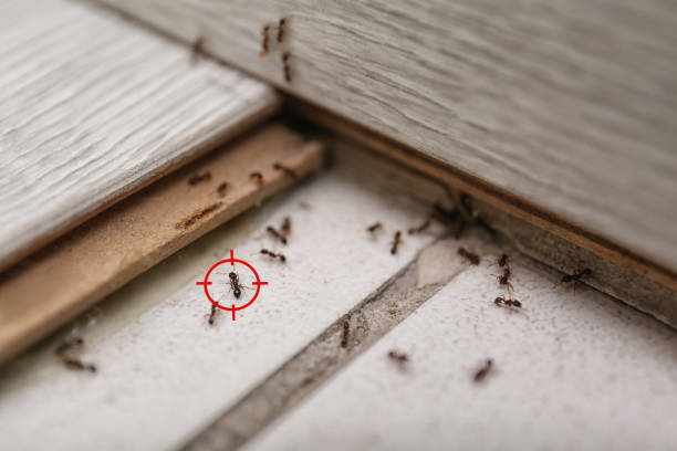 Best Affordable Pest Control Services  in White Sulphur Springs, WV