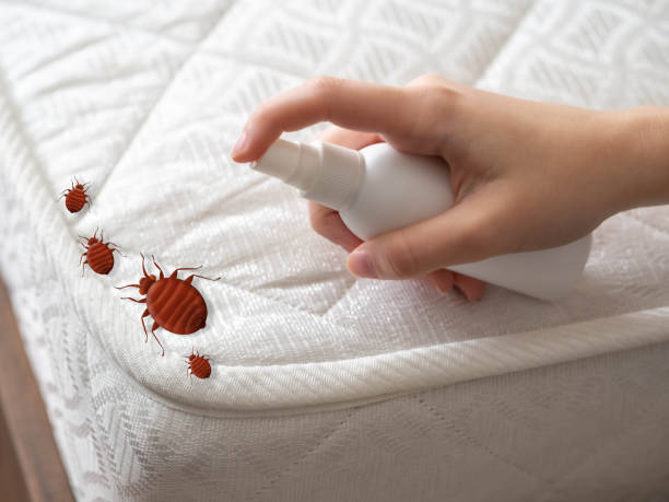 Best Spider Control Near Me  in White Sulphur Springs, WV